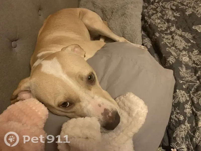 Lost dog, Beale Avenue, 1516, Bakersfield, Rocklin — female named Princess, dainty with tall legs - photo