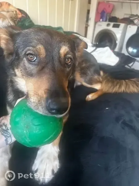 Lost female dog, Sunnybrook Lane, 136, Oroville — German Shepherd mix - photo