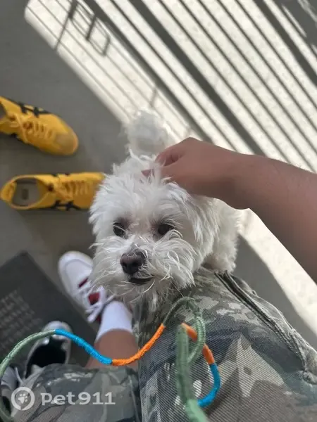 Lost dog, O'Hara Avenue, Oakley, Oakley — male Maltipoo, white with brown around nose - photo