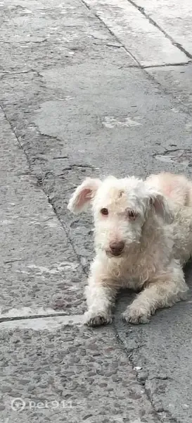 Perro perdido, F.c. Terraplén San Rafael, 25, Ciudad de México, Iztapalapa — tranquilo y miedoso - photo