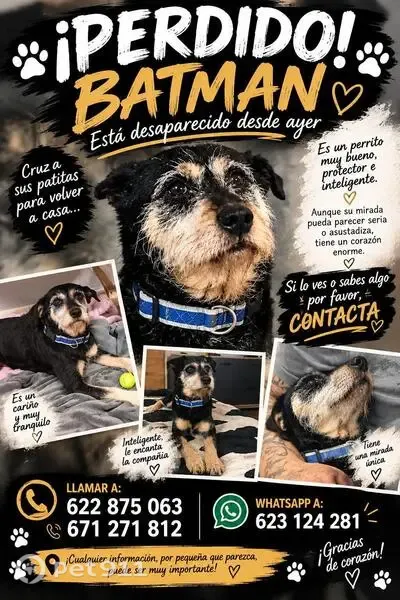Perro perdido macho, TF-272, 16, La Laguna — barba con canas - photo