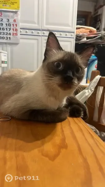 Gato perdido, Carrer Aragó, 231, Palma — siamés blanco y gris - photo