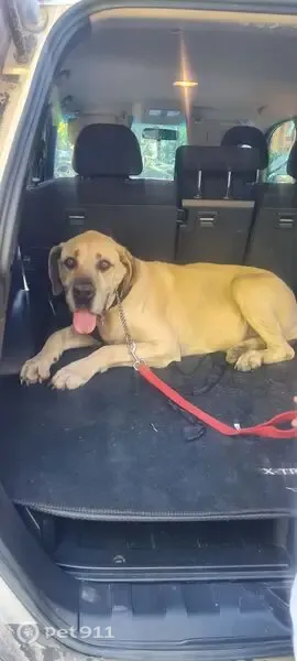Found dog, Totius Street, Sasolburg — female Boerboel, tired and dehydrated - photo
