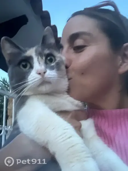 Gato perdido, Camí de la Cova de l'Aigua, 25, Denia — hembra sin collar y muy cariñosa - photo