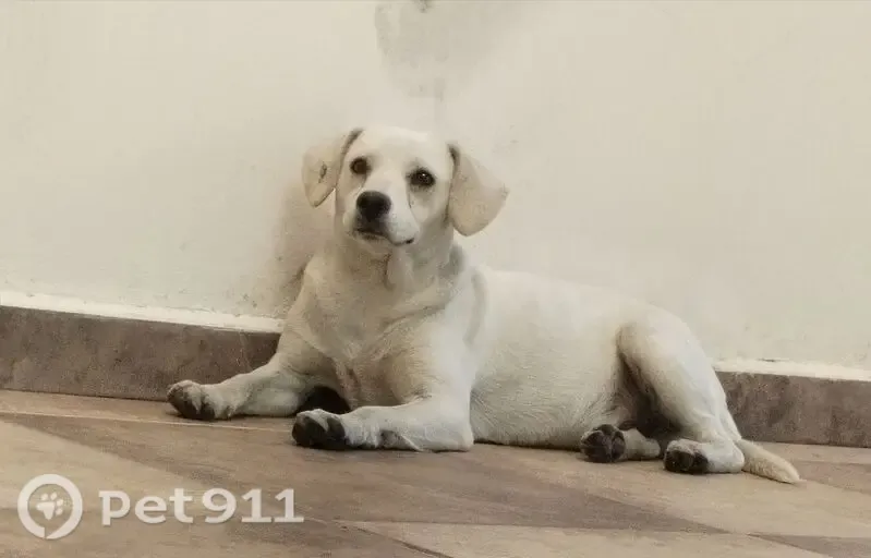 Perro encontrado, Avenida Francisco Silva Romero, 82B, San Pedro Tlaquepaque, Tlaquepaque — blanco y mediano - photo