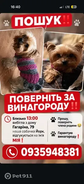 Зникла собака, вулиця Володимира Великого, 79, Черкаси — підстрижена коротше, ніж на фото - photo
