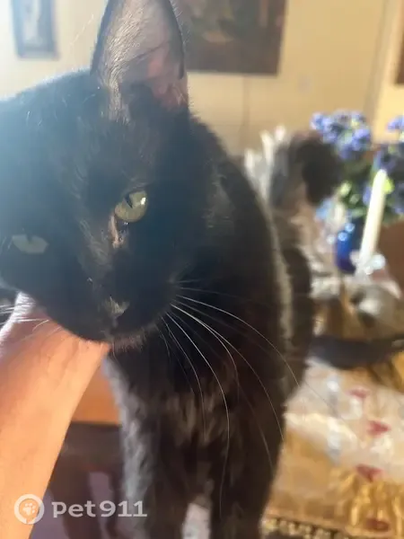 Lost male cat, Woodridge Drive, Hurst, Arlington — black long hair with white whiskers - photo