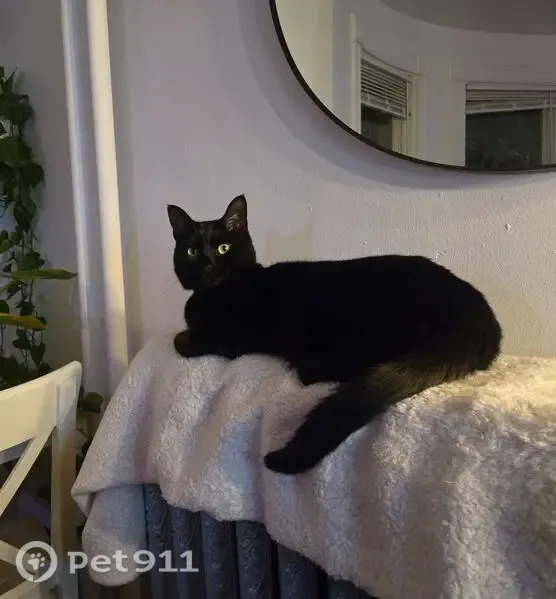 Lost cat, Brook Street, 79, Brookline, Boston — female with a white chest spot - photo