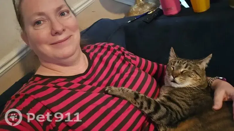 Lost cat, Hawk Court, Round Rock — friendly male who is easy to pick up - photo