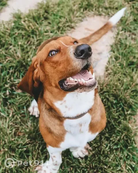 Lost dog, male, North Main Street, 705, Bentonville — brown-and-white and friendly - photo
