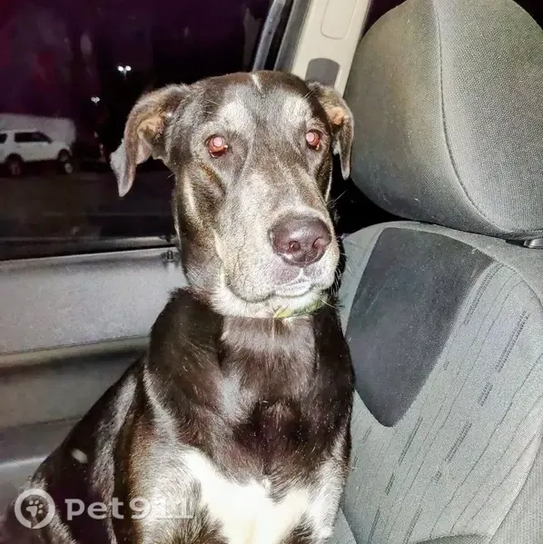 Lost dog, Crossville, Tennessee, Nashville — male black Lab mix with orange collar - photo