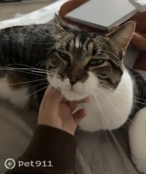 Lost male cat, 5th Avenue South, 525, St. Cloud, Bloomington — brown-and-black tabby with green eyes - photo