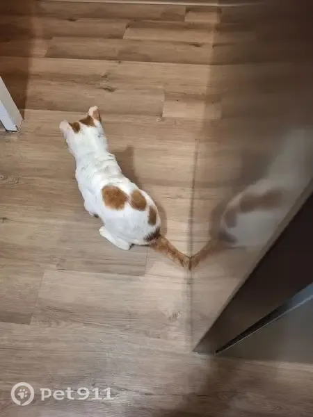 Lost cat, New York 31, 3865, Liverpool — male with orange and white striped tail - photo