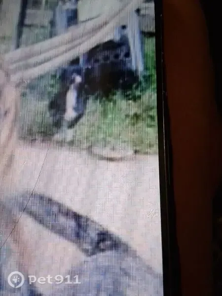 Lost dog, Road 415, 45049, Coarsegold — female with black fur and brown legs - photo