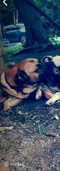 Lost dog, male, Tulsa, Oklahoma, Arlington - photo