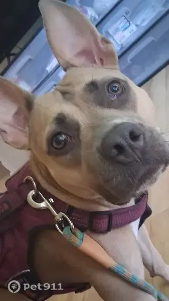 Lost female dog, Knoxville — shy and listens well - photo