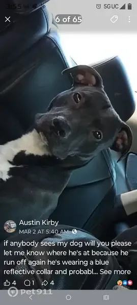 Lost dog, Nowata, Oklahoma, Nowata — male black pit bully mix with white chest - photo