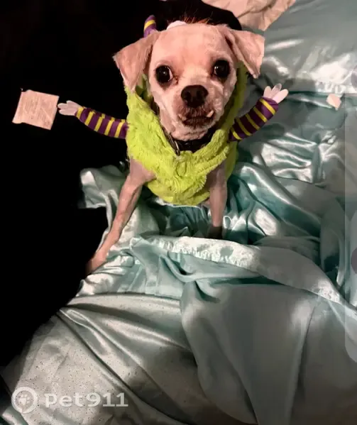 Lost Dog, U.S. 31W, 3300, White House, White House — male, white and tan - photo