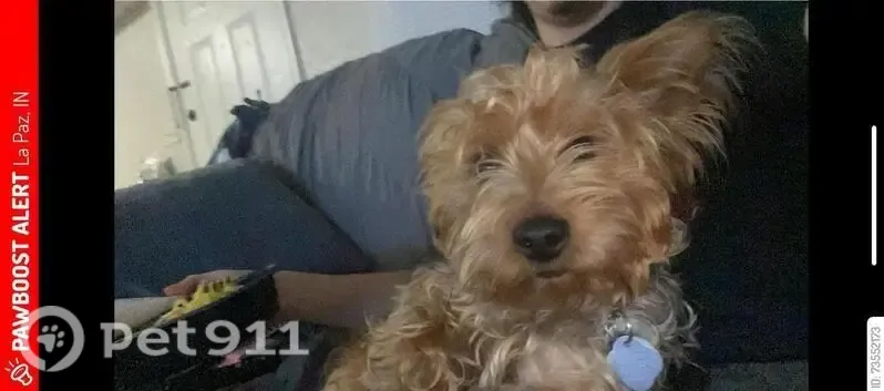 Lost male dog, Church Street, 186, La Paz — black and tan coat, friendly and energetic - photo