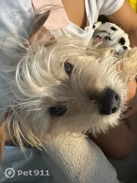 Lost male dog, Portillo Avenue, 601, El Paso — short-haired Chihuahua mix - photo