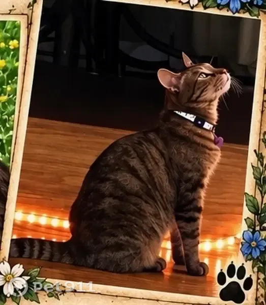 Lost female cat, Black Bridge Loop Road, 286, Camp Verde — brown-gray-black tabby - photo