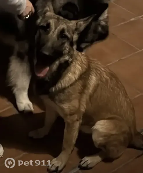 Perro encontrado, Calle Pedro de la Rosa Fernández, 12, Benacazón, Sevilla — hembra malinois de unos 4 meses - photo