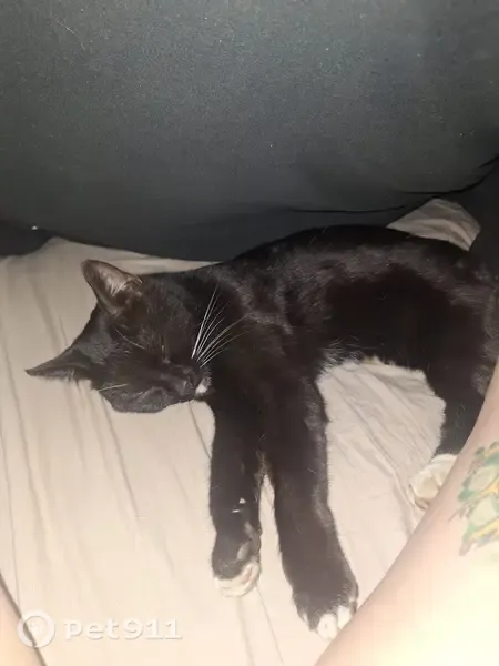 Lost female cat, Edgeworth Lane, Randburg — black and white tuxedo kitten - photo