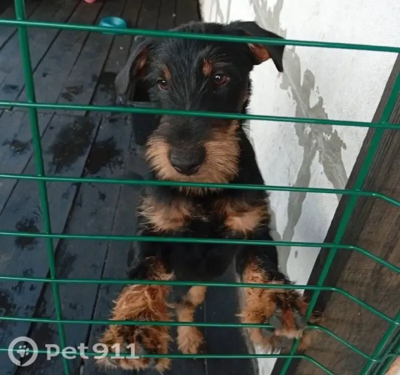 Зникла собака, Романів, Хмельницька область, Романів — під час полювання побіг за звітом - photo