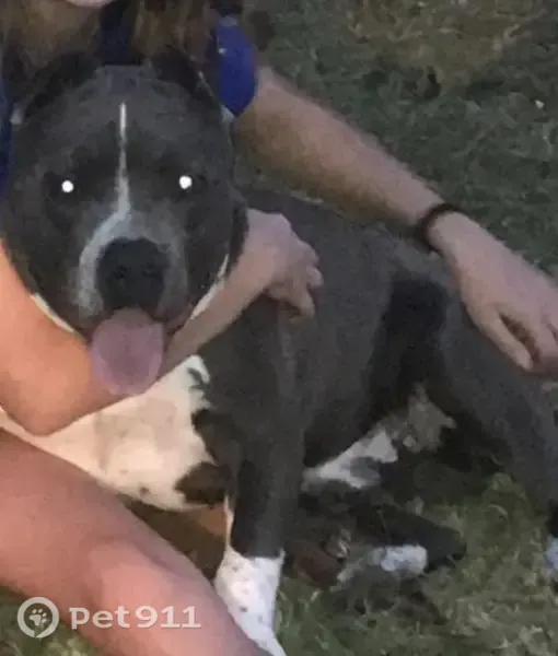 Lost dog, Mc Bride Street, 306, Lone Oak — male bully pit, very friendly - photo