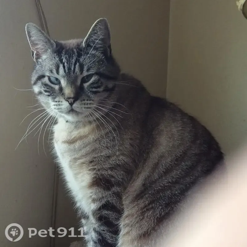 Lost cat, South Roxbury Street, 5809, Seattle — cross-eyed with a crooked tail - photo