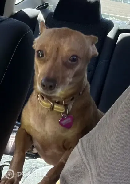 Lost dog, East 300 North, 700, American Fork, Oakland — female Chihuahua mix, friendly but nervous - photo