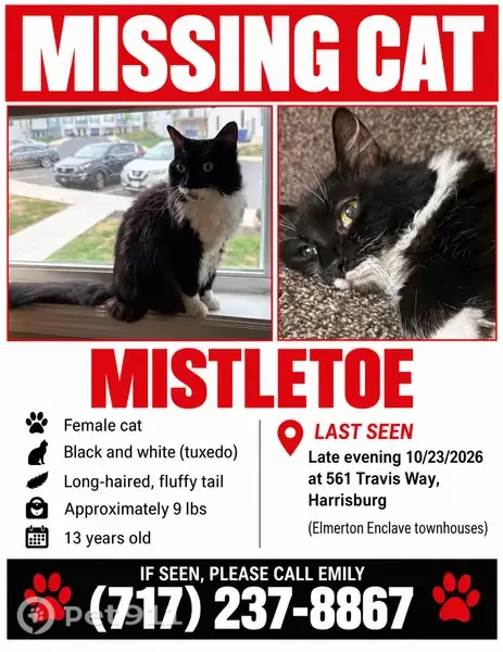 Lost cat, Travis Way, Progress, Harrisburg — female with a white mustache - photo