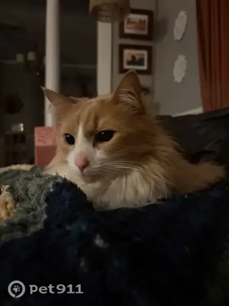 Lost Cat, Waldron Avenue, 19, Cranston — large, friendly male with tan-and-white long hair - photo