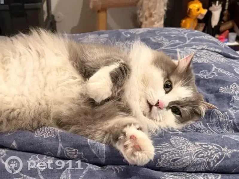Lost cat, male, Mayfair Drive, 1006, Libertyville — grey and white with medium-length fur - photo