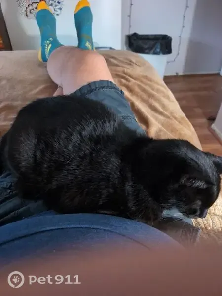 Lost male cat, West Charlotte Drive, 3804, Glendale — black spot on chest - photo