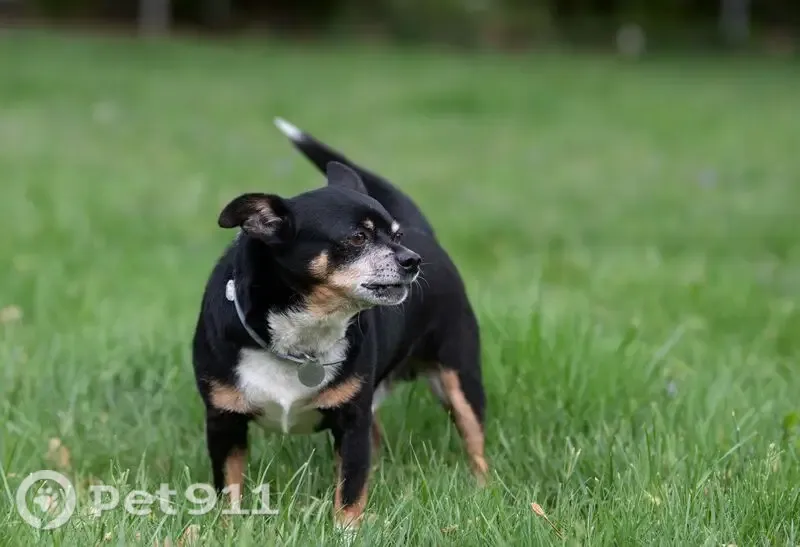 Lost dog, Winslow Road, 19024, Shaker Heights — 10-year-old male Chihuahua mix - photo