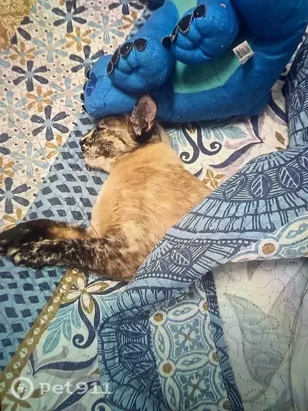 Gato perdido, hembra, La Línea de la Concepción, Andalucía, Sevilla — cruce de siamés y tricolor - photo
