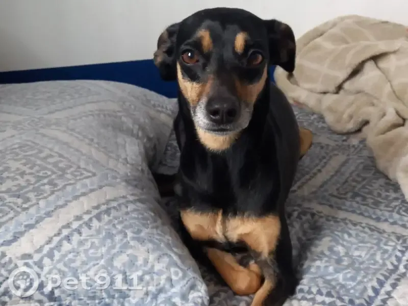 Cachorro perdido, Rua Benedito Aparecido da Silva, 43 — vira-lata preta, 9 anos - photo
