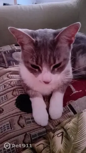 Gato perdido, Avenida de las Tradiciones Verdeńas, 2, La Laguna — atigrado gris y blanco, con chip - photo