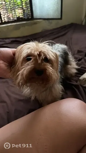 Perro perdido, Calle 13 N., 419, Cancún — terrier macho con microchip - photo