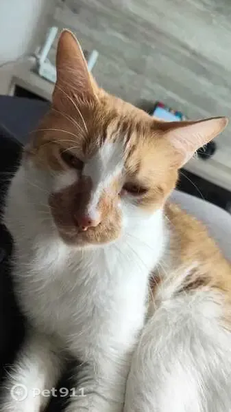 Gato perdido, Rua Baronesa da Lagoa Dourada, 20, Campos dos Goytacazes — macho, castrado e laranja e branco - photo