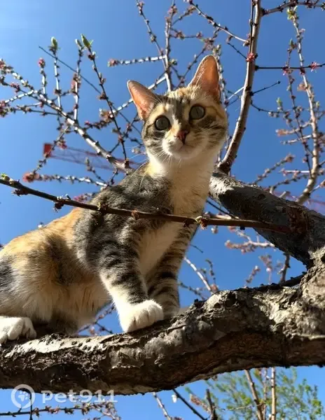 Perdido gato, hembra esterilizada, Honrubia, Castilla-La Mancha, Pozuelo de Alarcon - photo