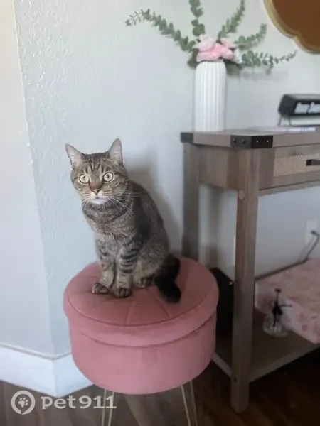 Lost cat, Shoreview Court, 1123, Bay Point — friendly male with yellow eyes - photo