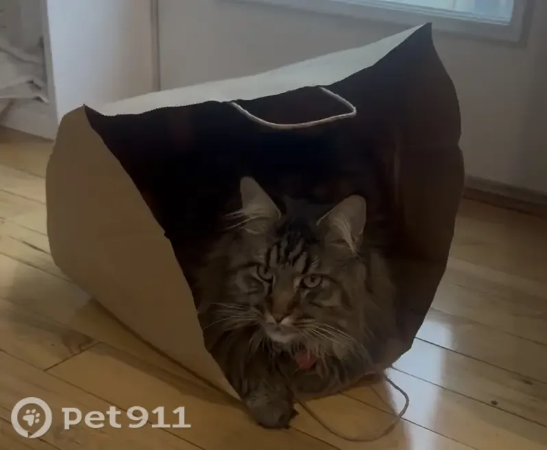 Lost male cat, Lindell Village, DE 19808, Wilmington — slender tabby Maine Coon with long fur - photo