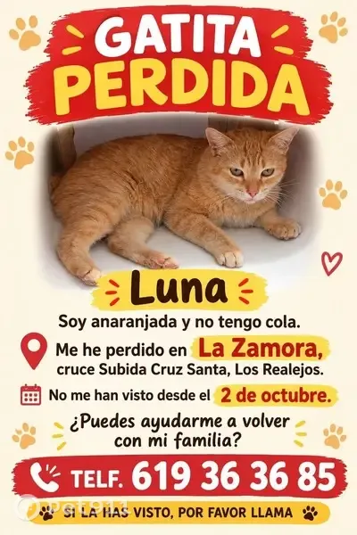 Perdido gato hembra, La Zamora, Canarias, Sevilla — sin cola - photo