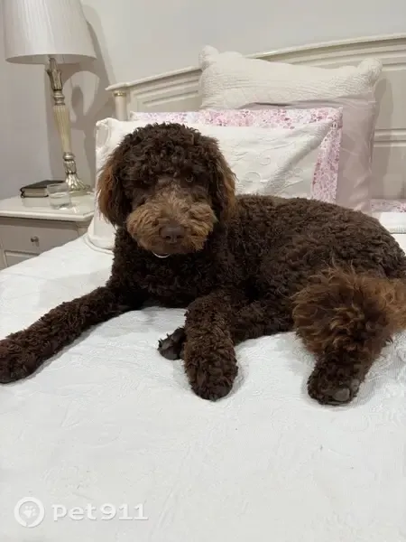 Lost Dog, George Street, 54, Copper Coast Council, Port Moonta — male, 12-month-old brown Groodle - photo