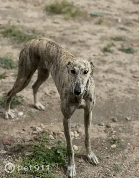 Perro perdido, Vía Sin Nombre, Camarena, Toledo — perra tímida y noble - photo