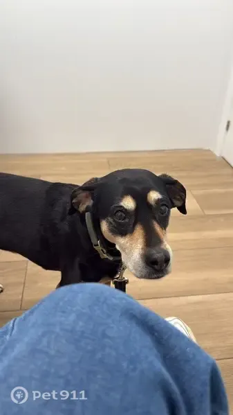 Perro perdido, La Consolació, Vic — hembra de 13 años con arnés marrón - photo