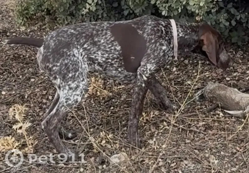 Perro perdido, Lugar la Dehesilla, 186, El Molar, Tres Cantos — hembra de braco alemán con mancha identificativa - photo