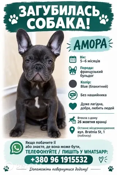 Зникла собака, Братня вулиця, 1-А, Львів — дівчинка 4 місяців без нашийника - photo